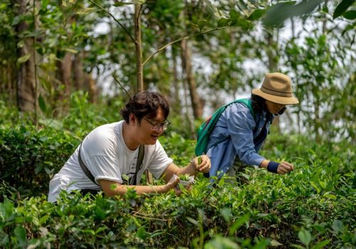 Ivory Villas & Resort - 