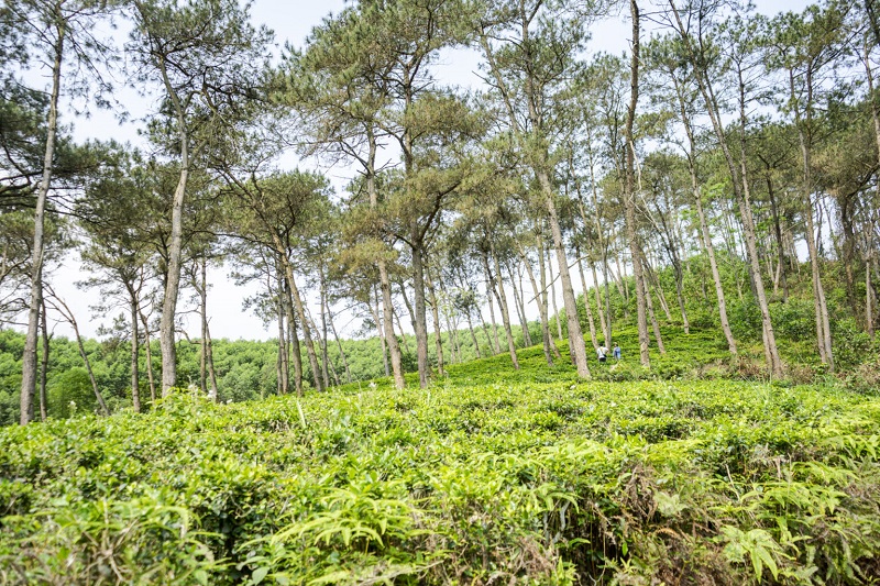 ivory-villas-resort.-a-1536x1024